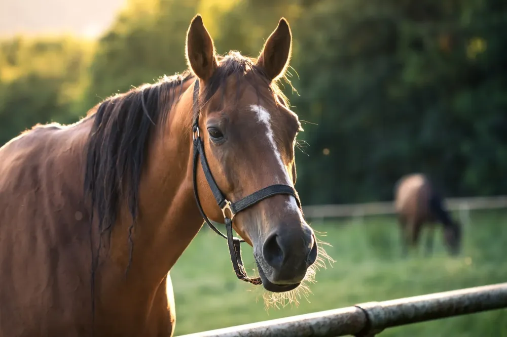 Enseignement équitation près de Vineuil