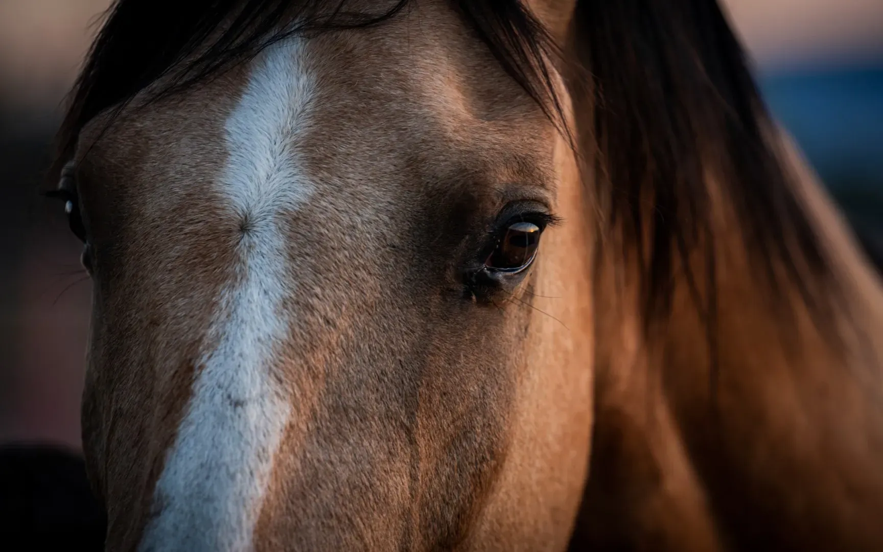 tete-cheval